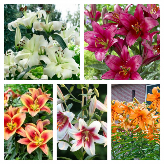 Lilijas OT kokveida Izlase Nr.2 18/20 80gab