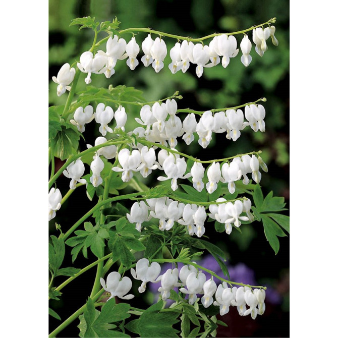 Lauztā sirds balta ALBA 8 gab