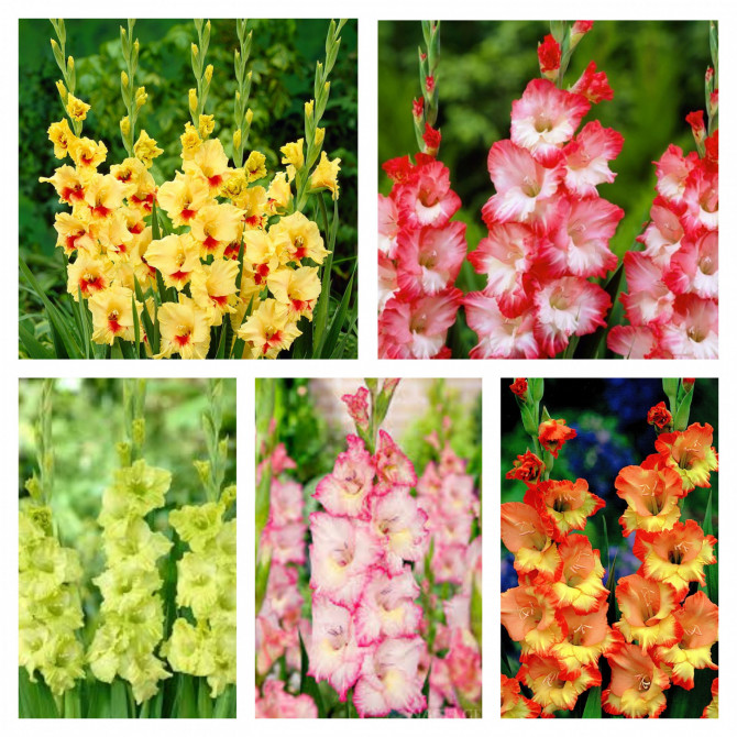 Gladiolu izlase Nr2 10/12 300gab