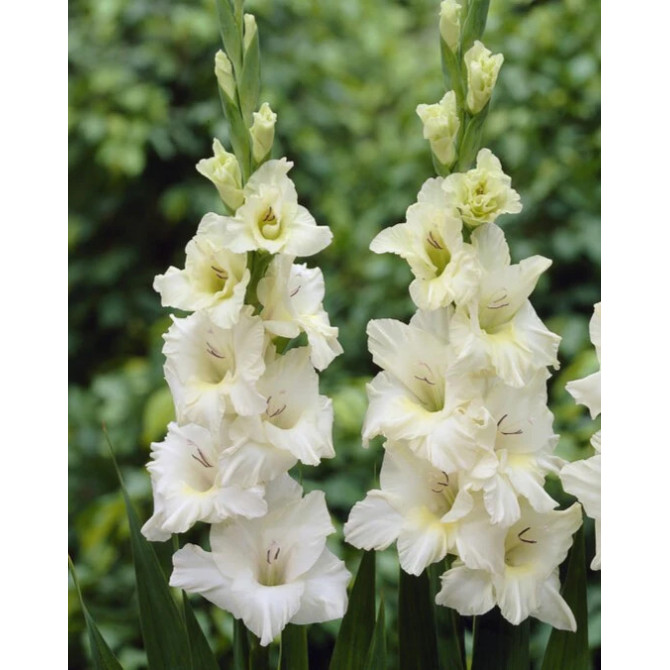 Gladiolas Ivory Priscilla 12/14 60gab
