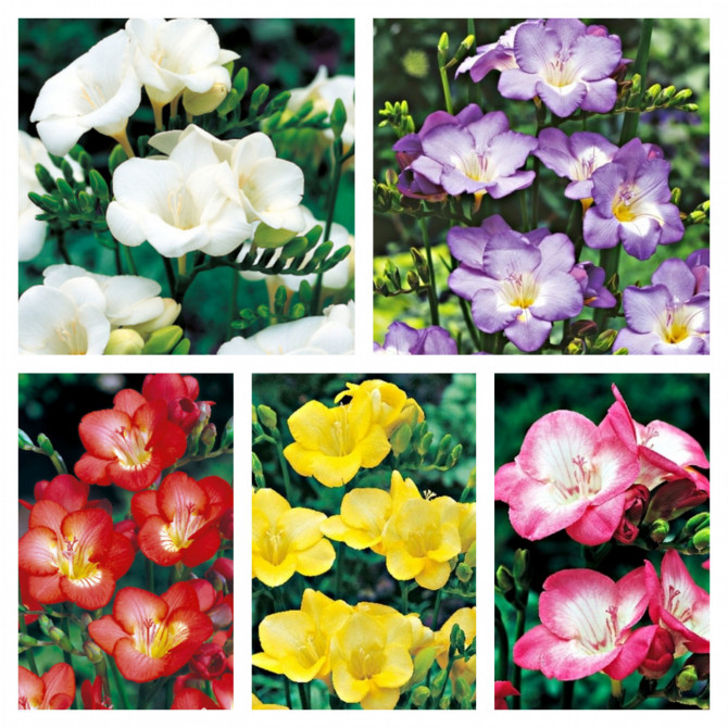 Frēzijas vienk. Izlase 5/+ 5šķ. 250gab