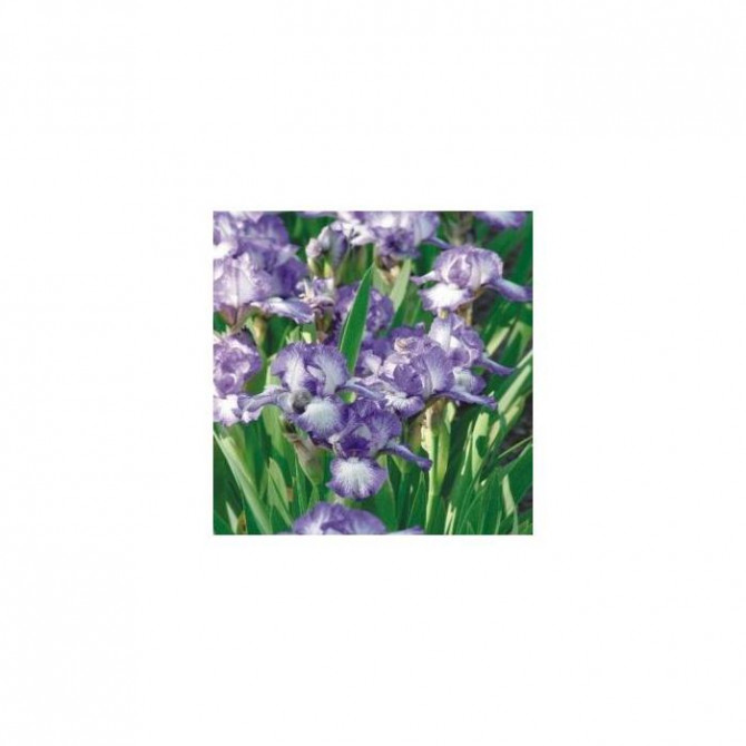 Īrisi zemie PETIT POLKA 8gab