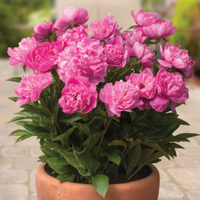 Peonijas zemās PATIO ROME 6gab