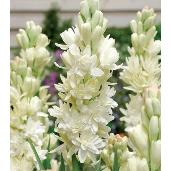 Tuberozes WONNA 12/+ 10gab