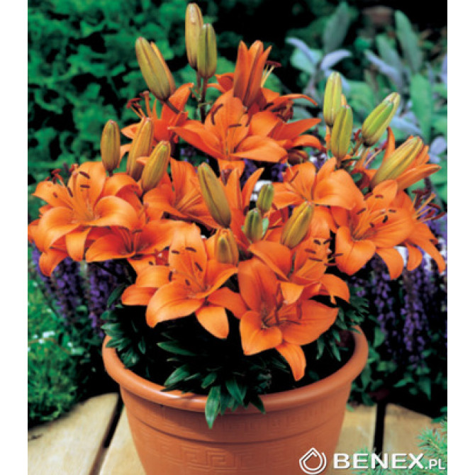 Lilijas Āzijas zemās Abbersville Pride 16/18 20gab