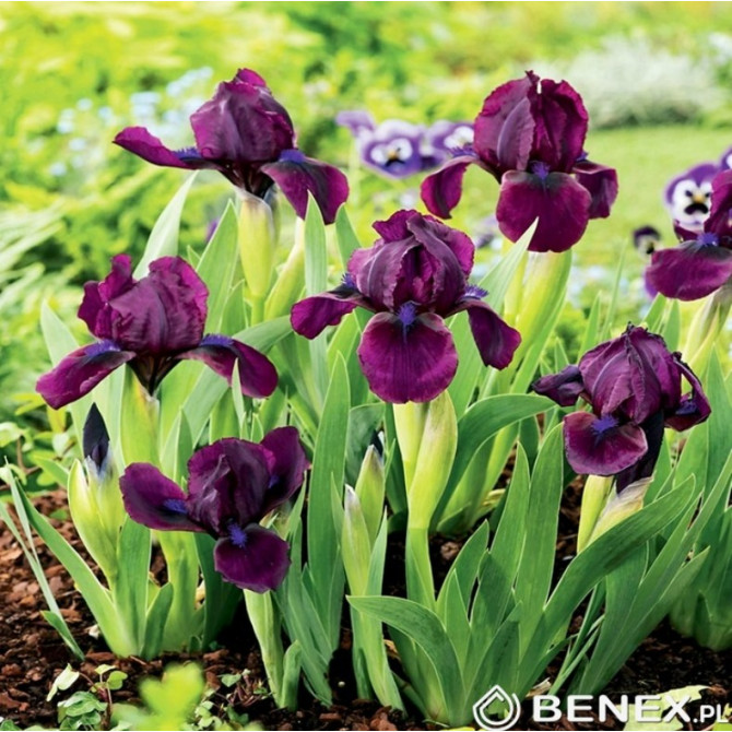 Īriss zemais dārza Cherry Garden 8gab