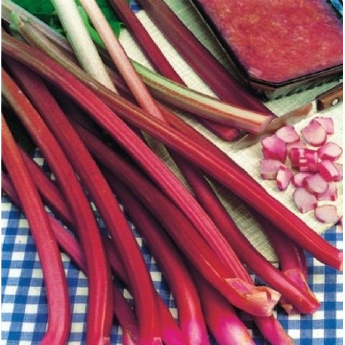 Rabarberi Red Champagne 8 saknes