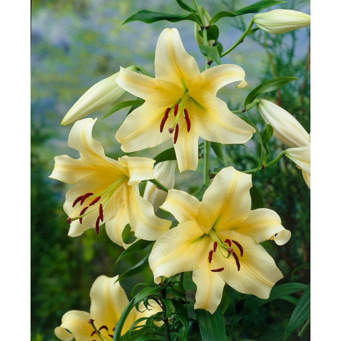 Lilijas OT HONEYMOON 16/18 20gab