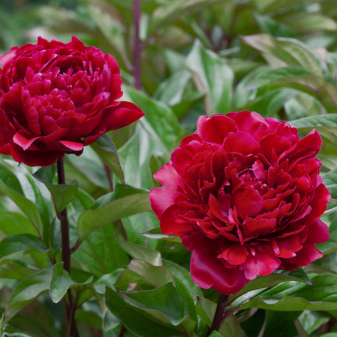 Peonijas MADAME GAUDICHAU 2/3 6gab