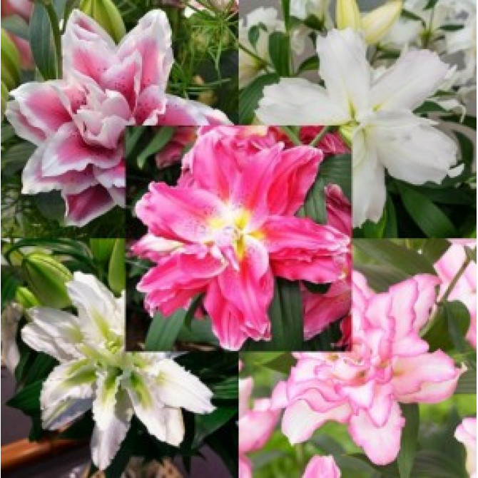 Lilijas Roselily Izlase Nr.2 18/20 5šķ. 50gab