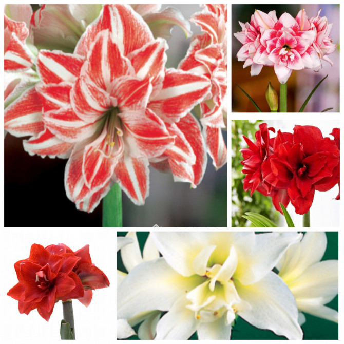 Amariļļi- Hipeastri pildīti Nr 3 22/24 5šķ. 30gab