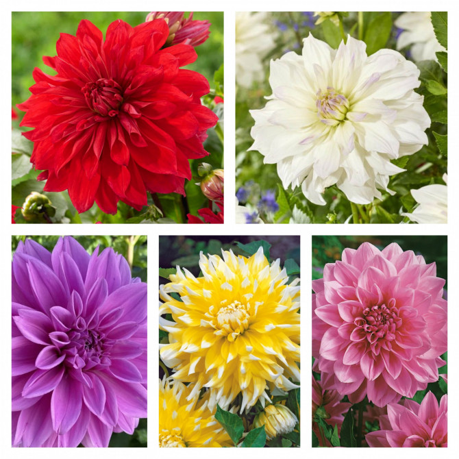 Dāliju izlase Nr.3 5šķ. 40gab