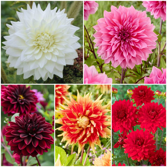 Dālijas dekoratīvās izlase Nr.3 5šķ. 40gab