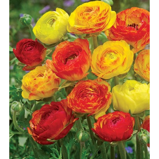 Gundegas Aviv Picotee Orange 100gb