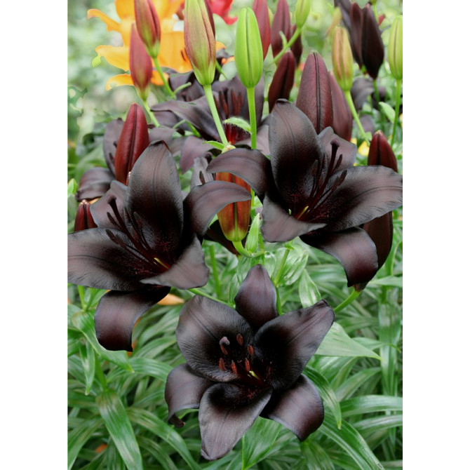 Lilijas NIGHTRIDER 16/18 20gab