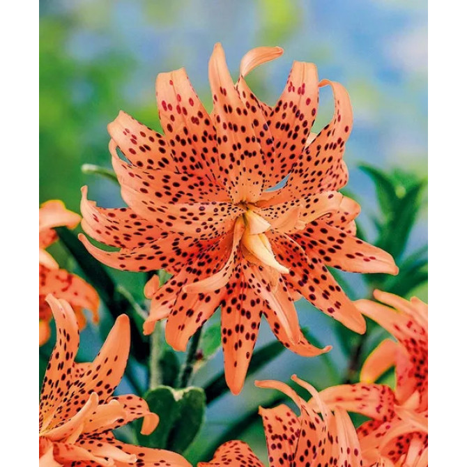 Lilijas Āzijas pildītās  Flore Pleno 16/18 20gab