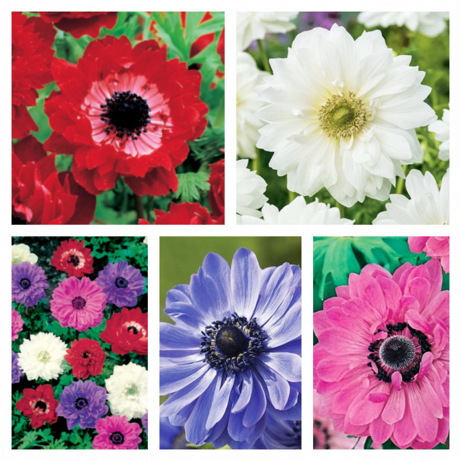 Anemones pildītas Izlase 5/+ 500gab