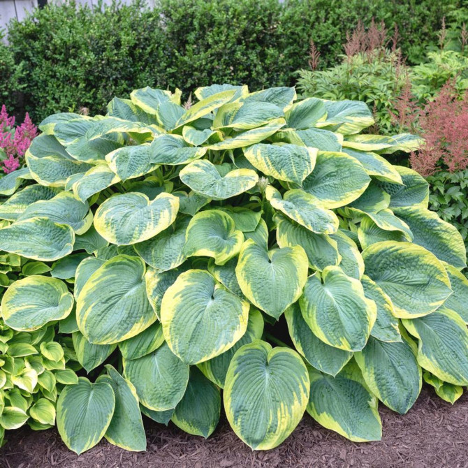 Hostas Francess Williams 8gab