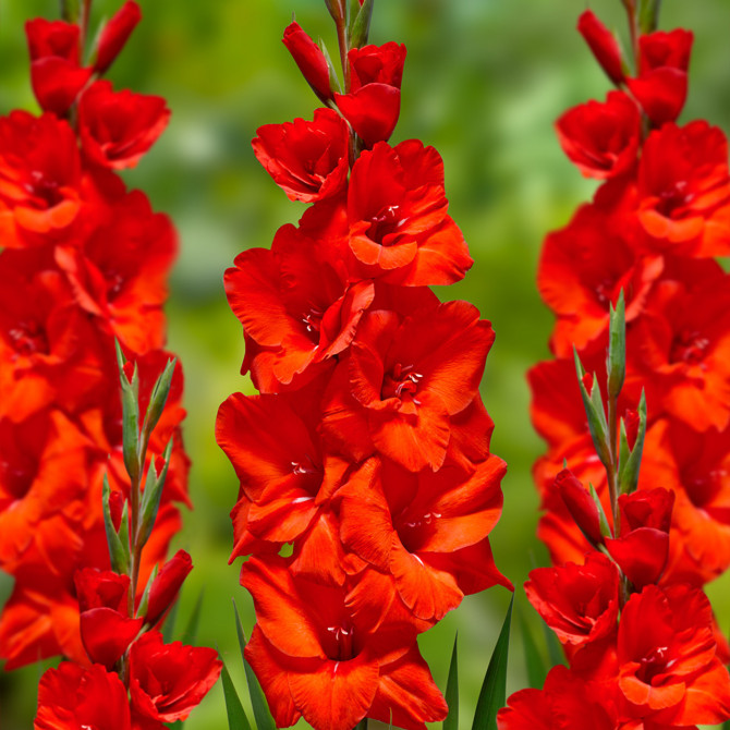 Gladiolas lielziedu ADVANCE RED 12/14 60gab