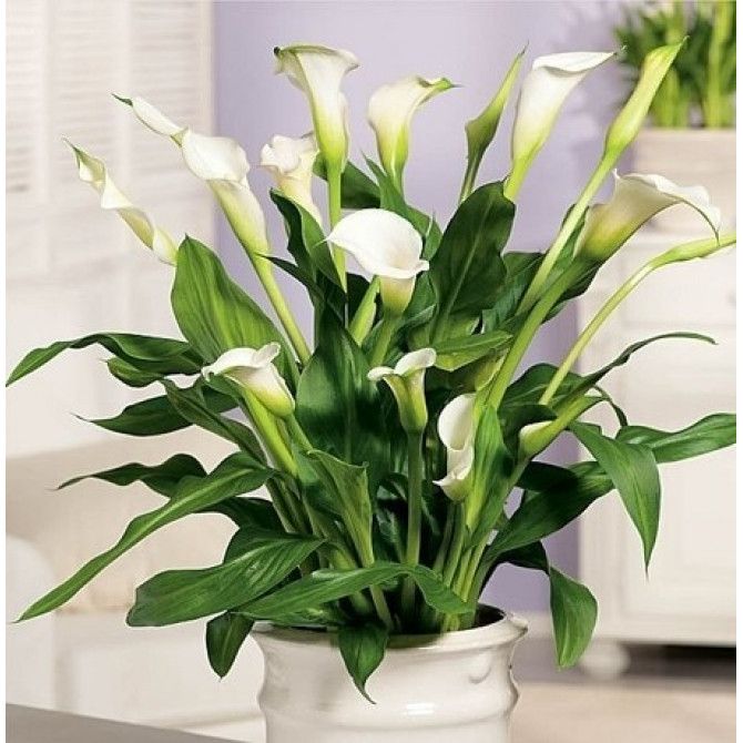 Kallas jeb zantedešijas CALGARY 18/20 10gab