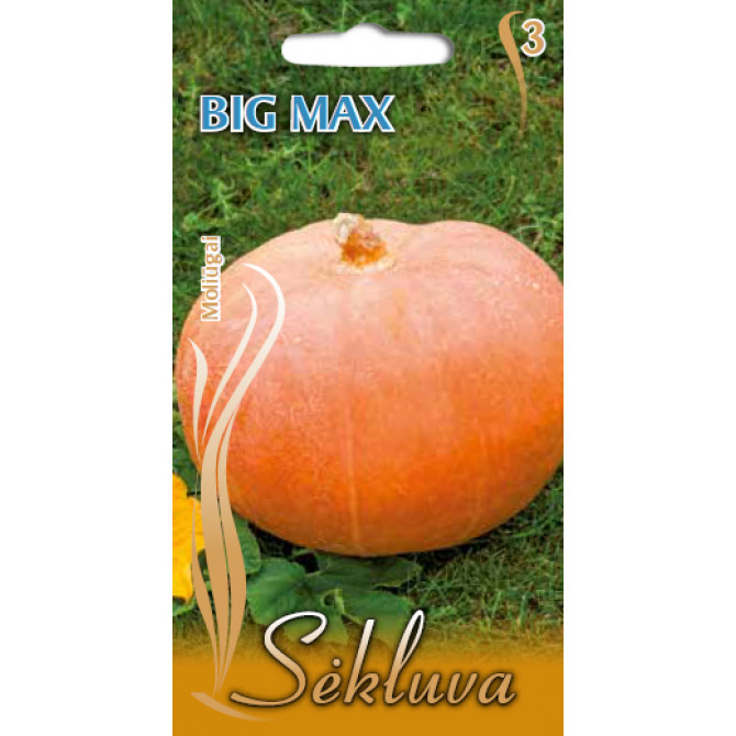 Ķirbis BIG MAX 14 sēklas