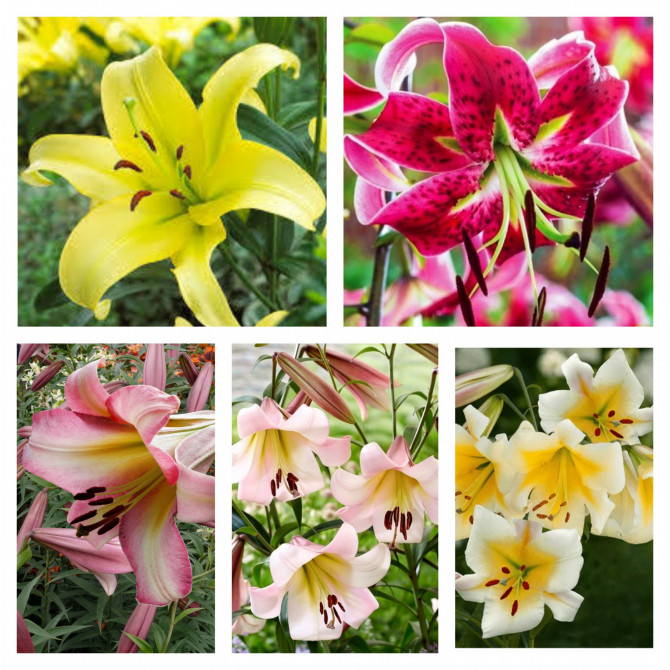 Lilijas OT Izlase 5 16/18, 5šķ. 50gab