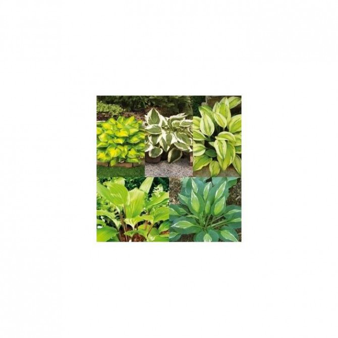 Hostas Izlase Nr. 4 5šķ. 30gab