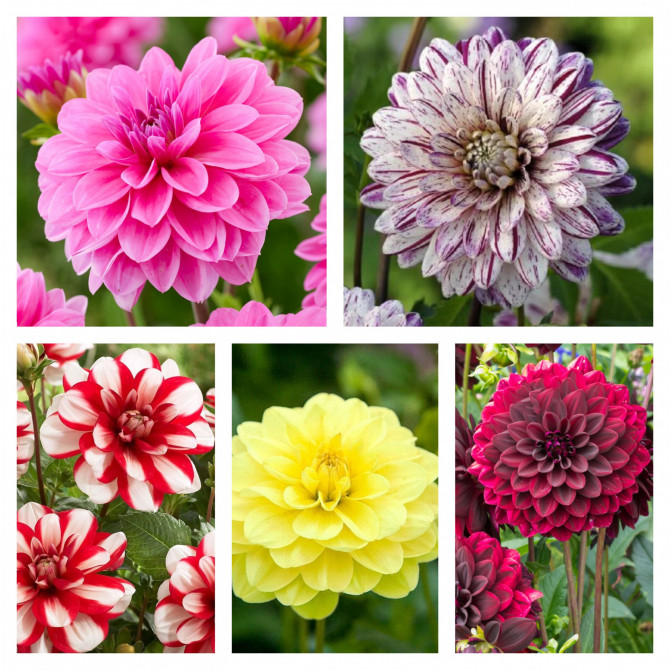 Dālijas dekoratīvās Izlase Nr.1 5šķ. 20gab