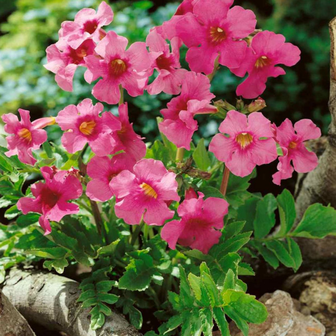 Inkarvillejas ROZĀ 8gab