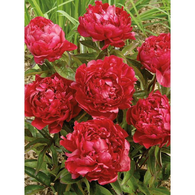 Peonijas FELIX CROUSE 2/3 8gab