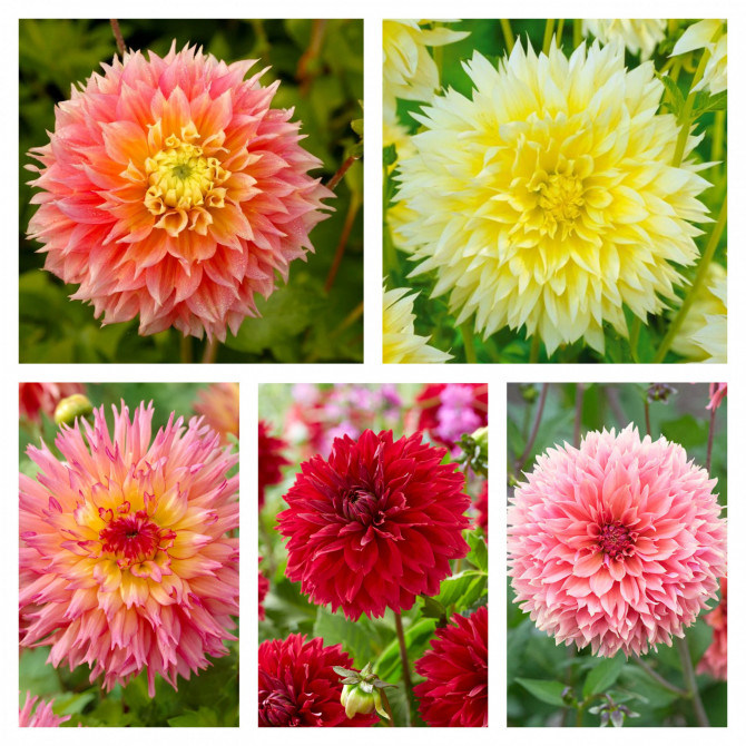 Dālijas Bārkšziedu Izlase I 5šķ. 40gab