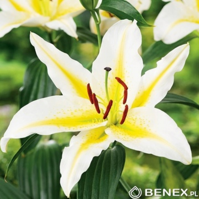 Lilijas Austrumu BAFFERARI 18/20 16gab