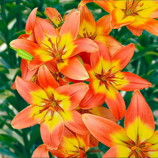 Lilijas Āzijas Linda 18/20 16gab