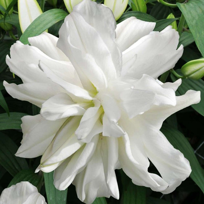 Lilija Austrumu Lotus Ice 16/18 10gab