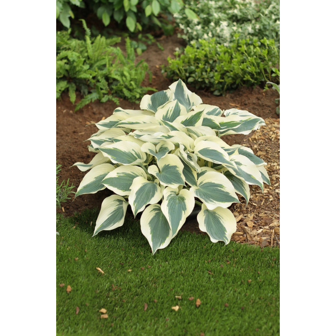 Hostas Firn Line 6gab