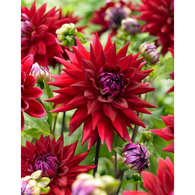 Dālijas kaktusziedu Witteman`s Best 8gab