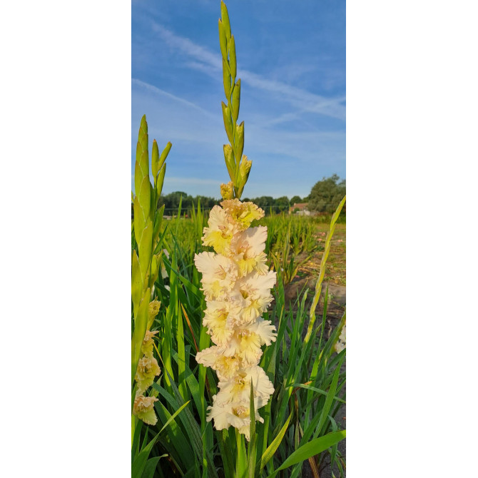 Gladiolas Cera Fearless 12/14 60gab