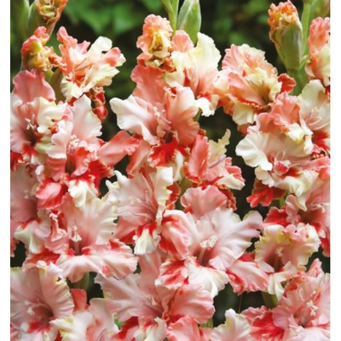 Gladiolas Mindset 12/14  60gab