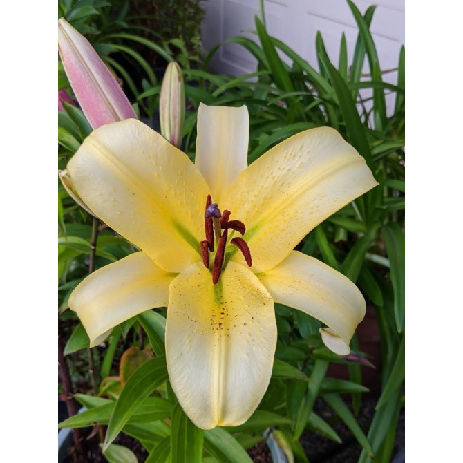 Lilijas OT hibrīds Pontiac 16/18 20gab