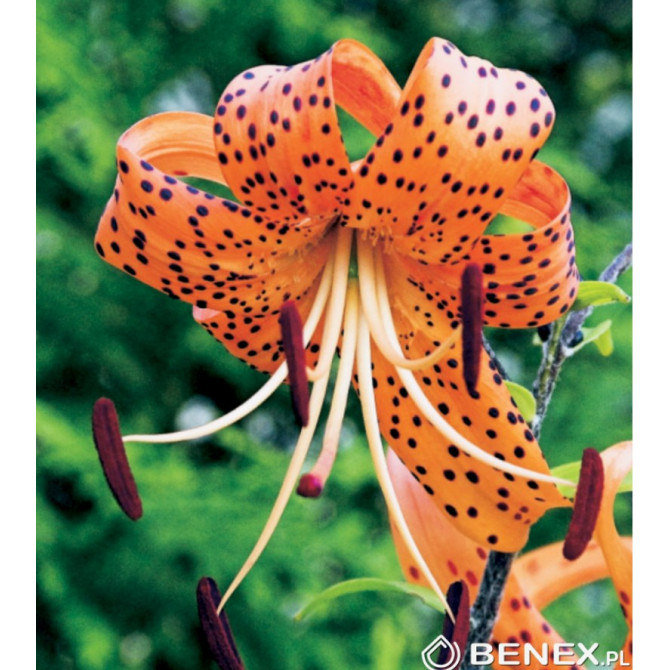 Lilijas Tīģerlilijas Tigrinum 16/18 20gab