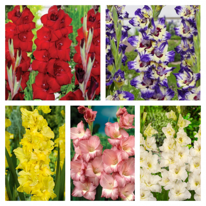 Gladiolas lielziedu Izlase Nr.14 12/14, 5šķ.150gab