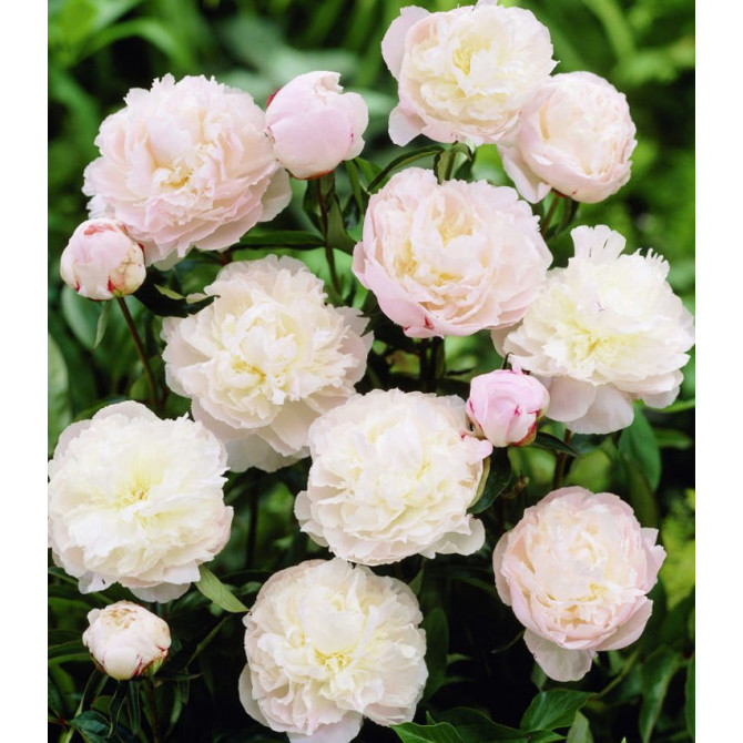 Peonijas SHIRLEY TEMPLE 2/3 8gab