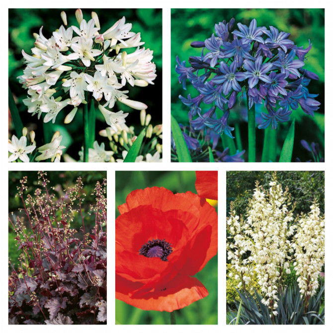 Zemciešu izlase Nr.4 40gab