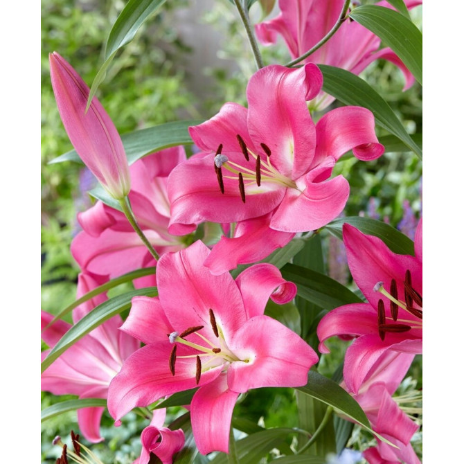 Lilijas Trompetlilijas ROBINA 18/20 16gab