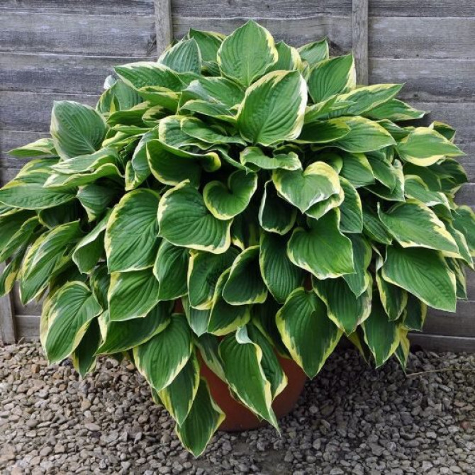 Hosta Aureomarginata 8gab