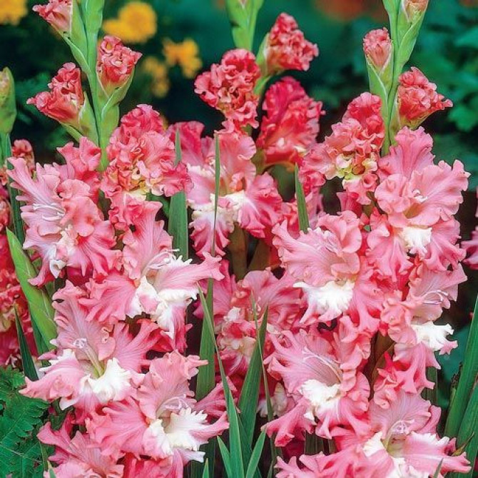 Gladiolas krokainās lielziedu You two Frizzle 12/14 60gab