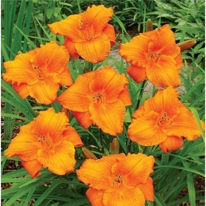 Dienziedes MY REGGAE TIGER 8gab