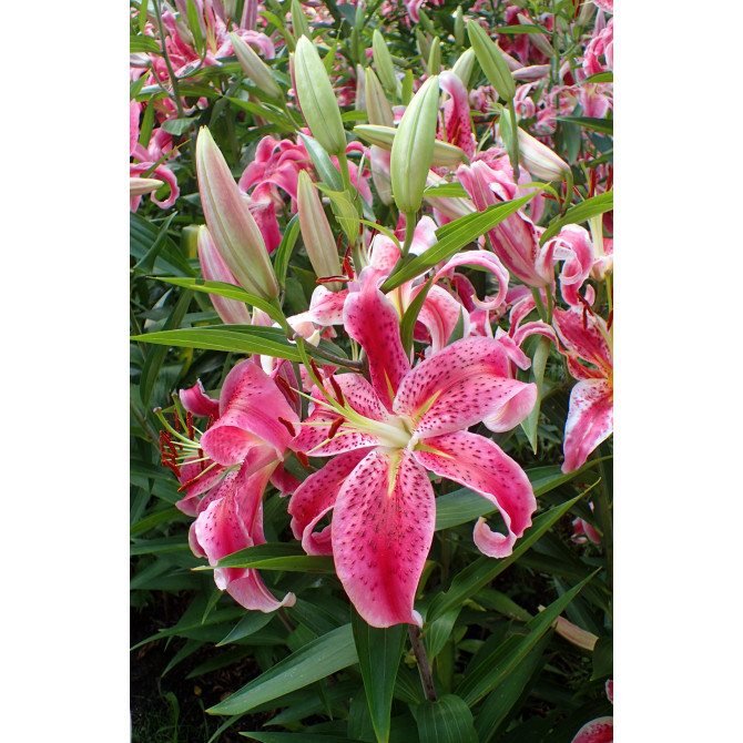 Lilijas Austrumu Mero Star 18/20 16gab