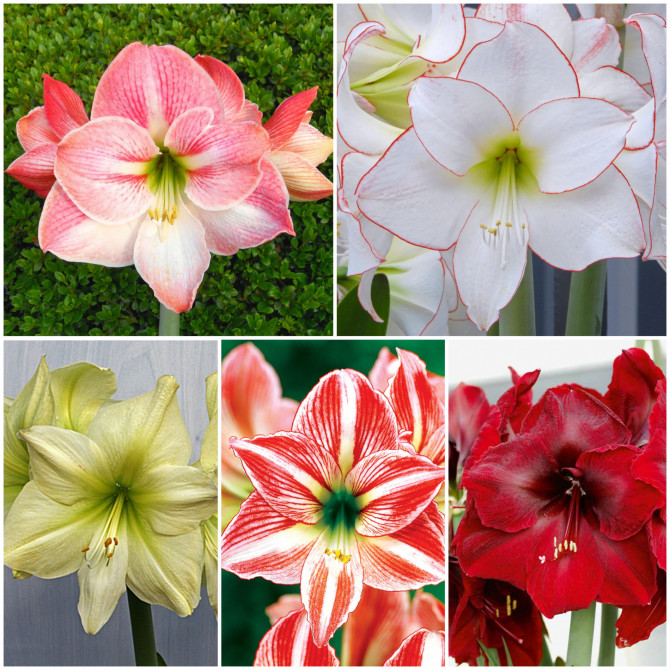 Amariļļi- Hipeastri Izlase NR.2, 22/24 5šķ. 30gab