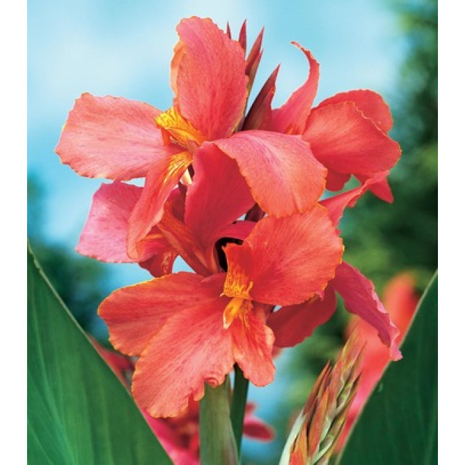 Kannas City of portland 8gab